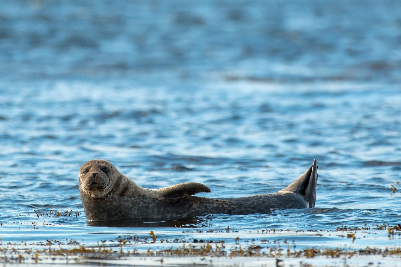 A picture of a beautiful, roly-poly seal! <3
