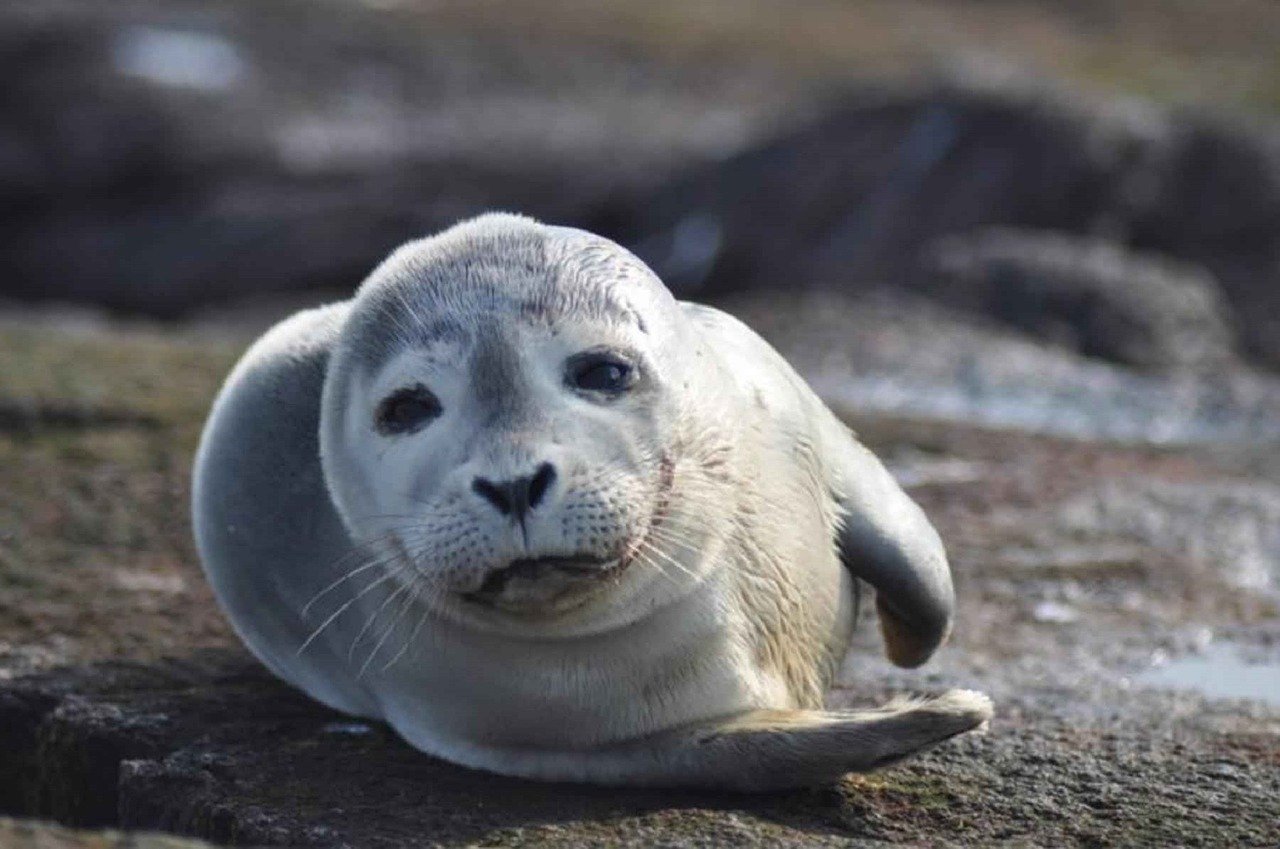 A picture of a delightful, hefty seal! <3