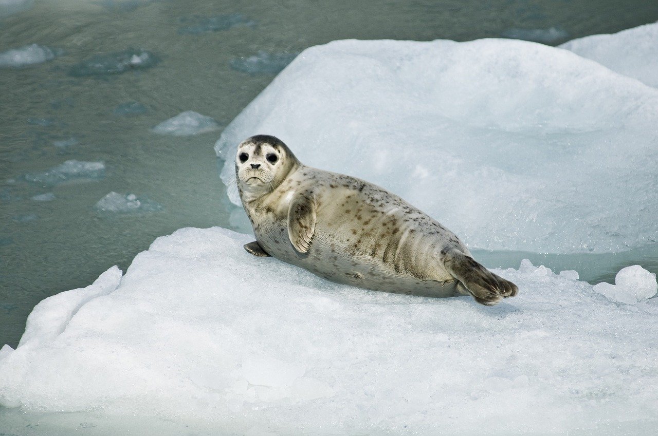 A picture of a sweet, roly-poly seal! <3