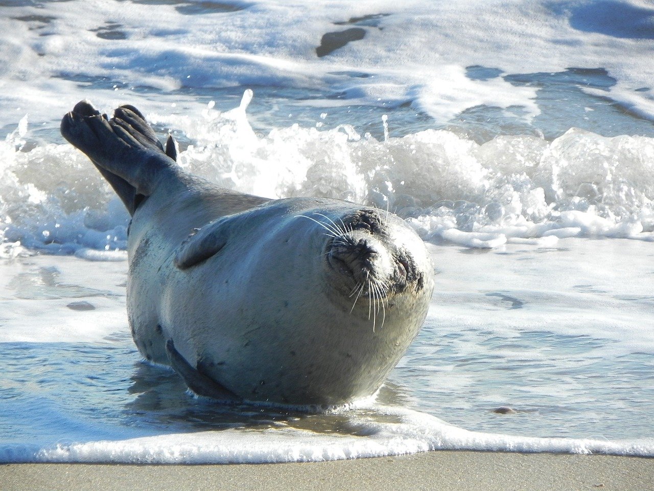 A picture of a attractive, tubby seal! <3