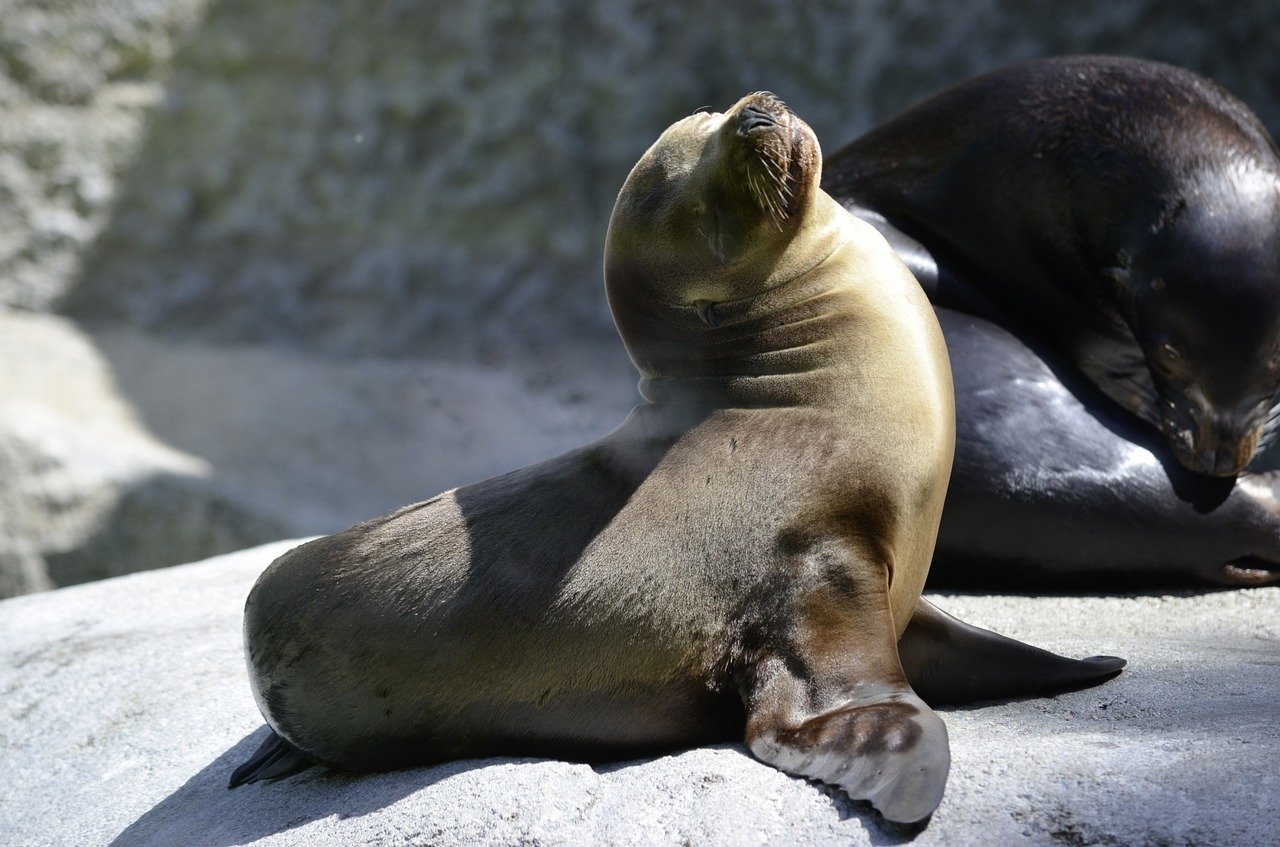 A picture of a delicate, full-figured seal! <3