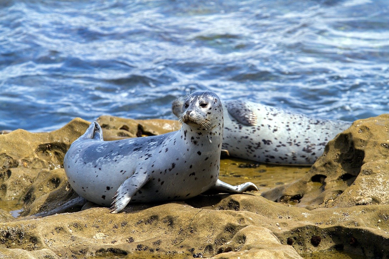 A picture of a lovable, stout seal! <3
