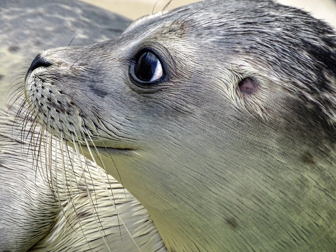 A picture of a desirable, plumpish seal! <3