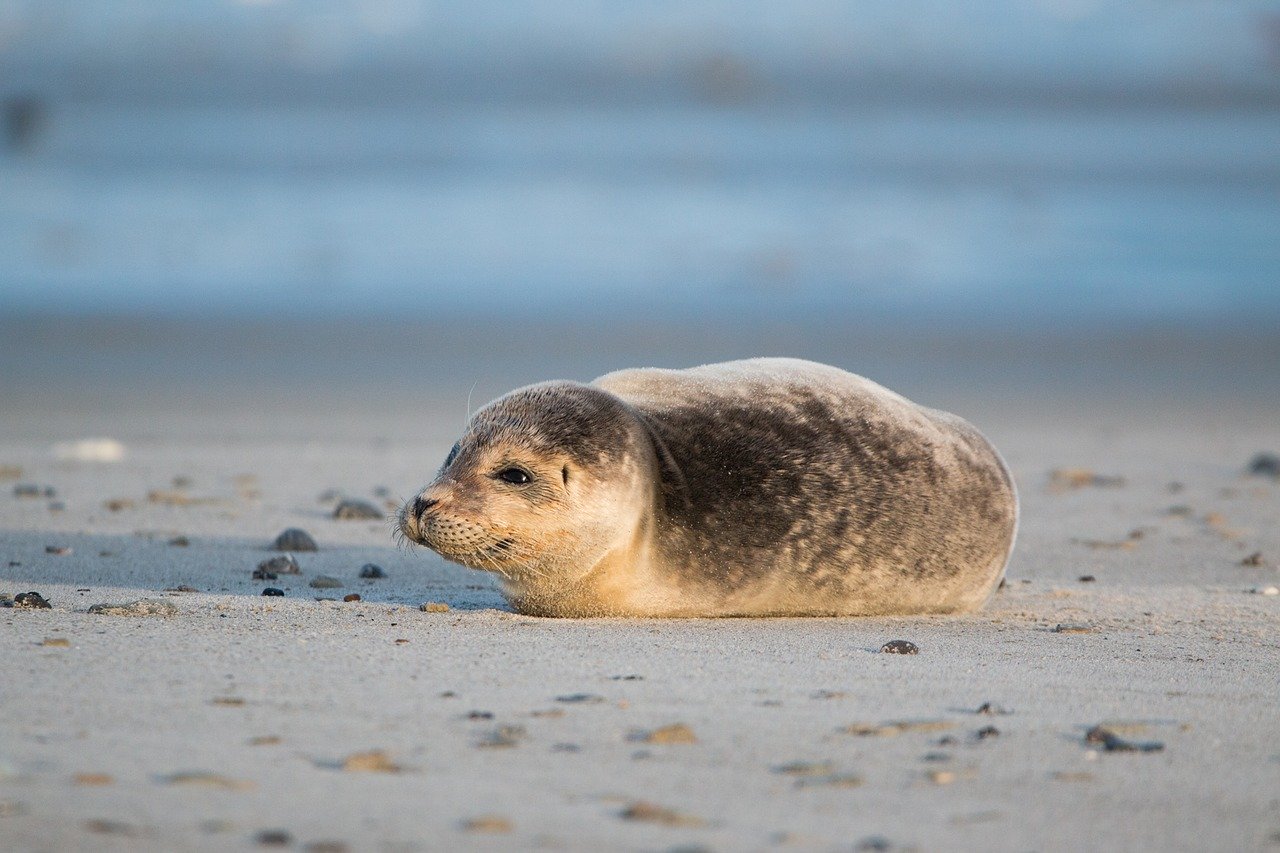 A picture of a delightful, pleasingly plump seal! <3
