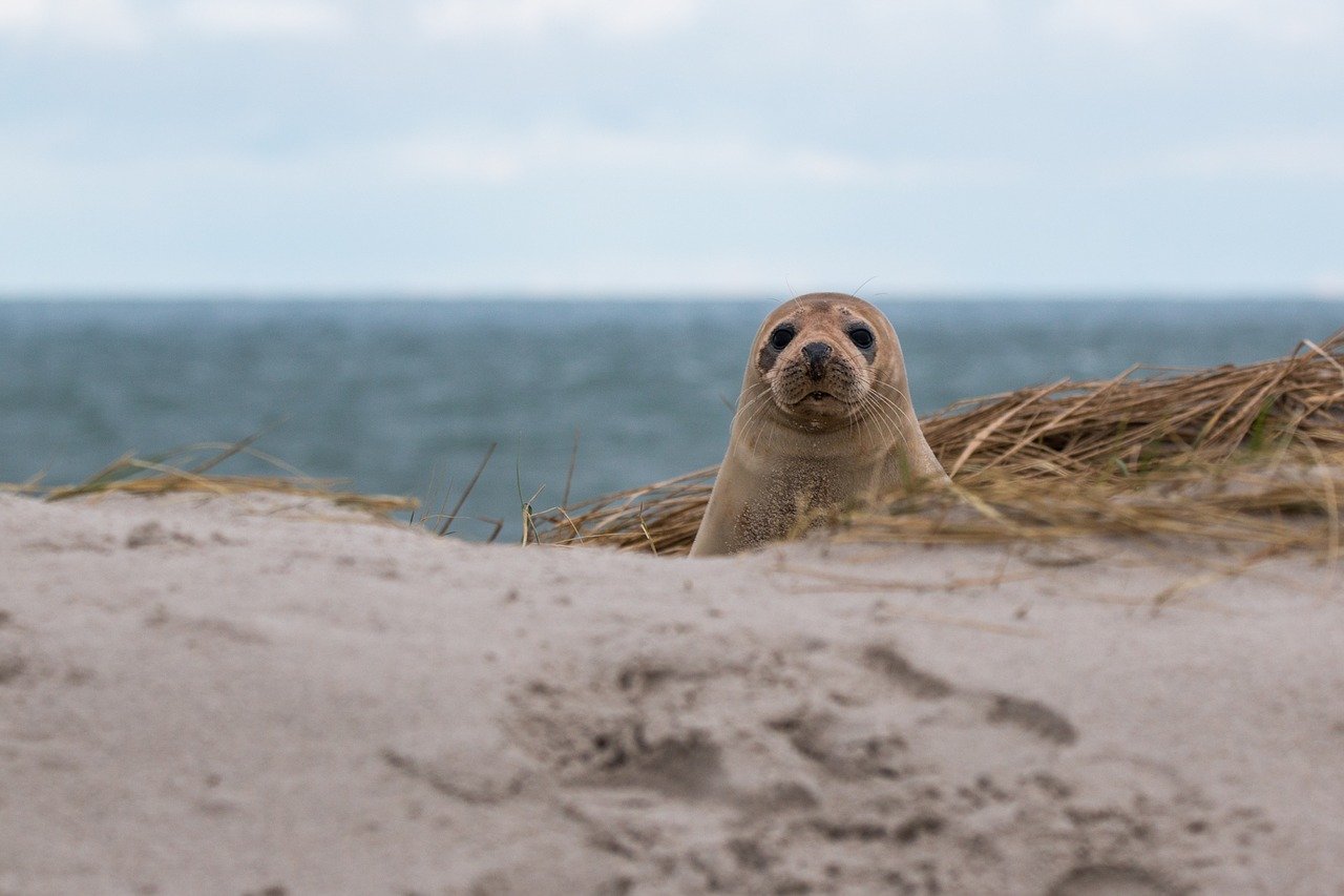 A picture of a graceful, pudgy seal! <3