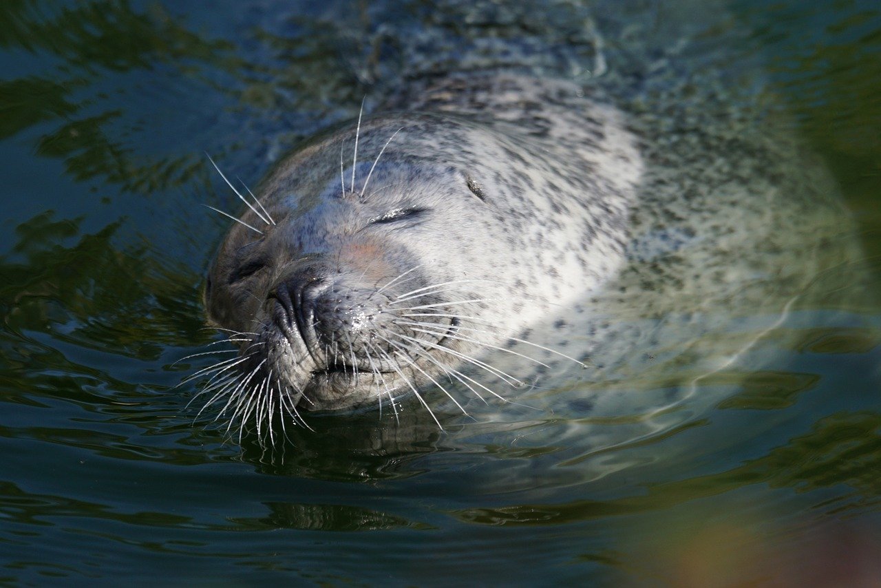 A picture of a alluring, husky seal! <3