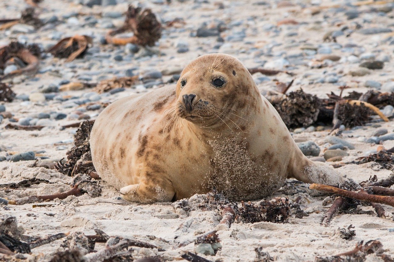A picture of a absorbing, portly seal! <3