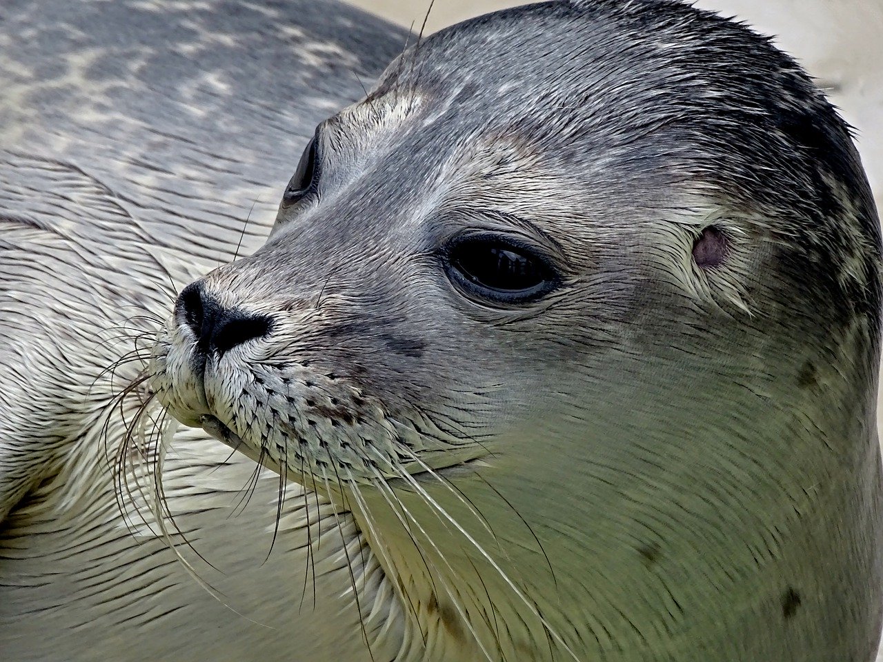 A picture of a sweet, full-figured seal! <3
