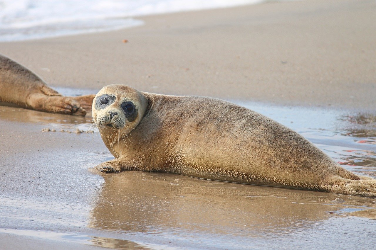 A picture of a alluring, tubby seal! <3