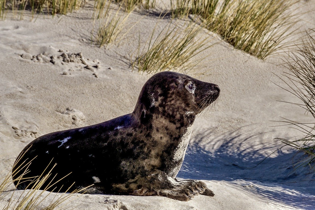 A picture of a nice, portly seal! <3