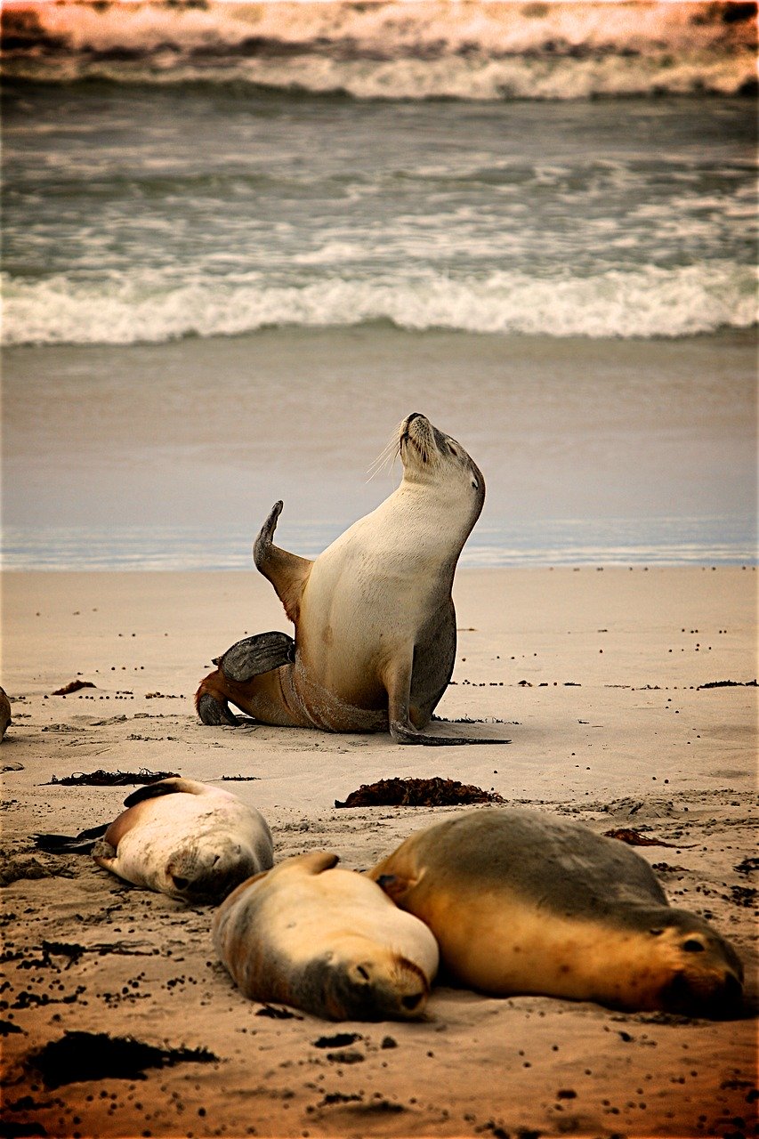 A picture of a engaging, plumpish seal! <3