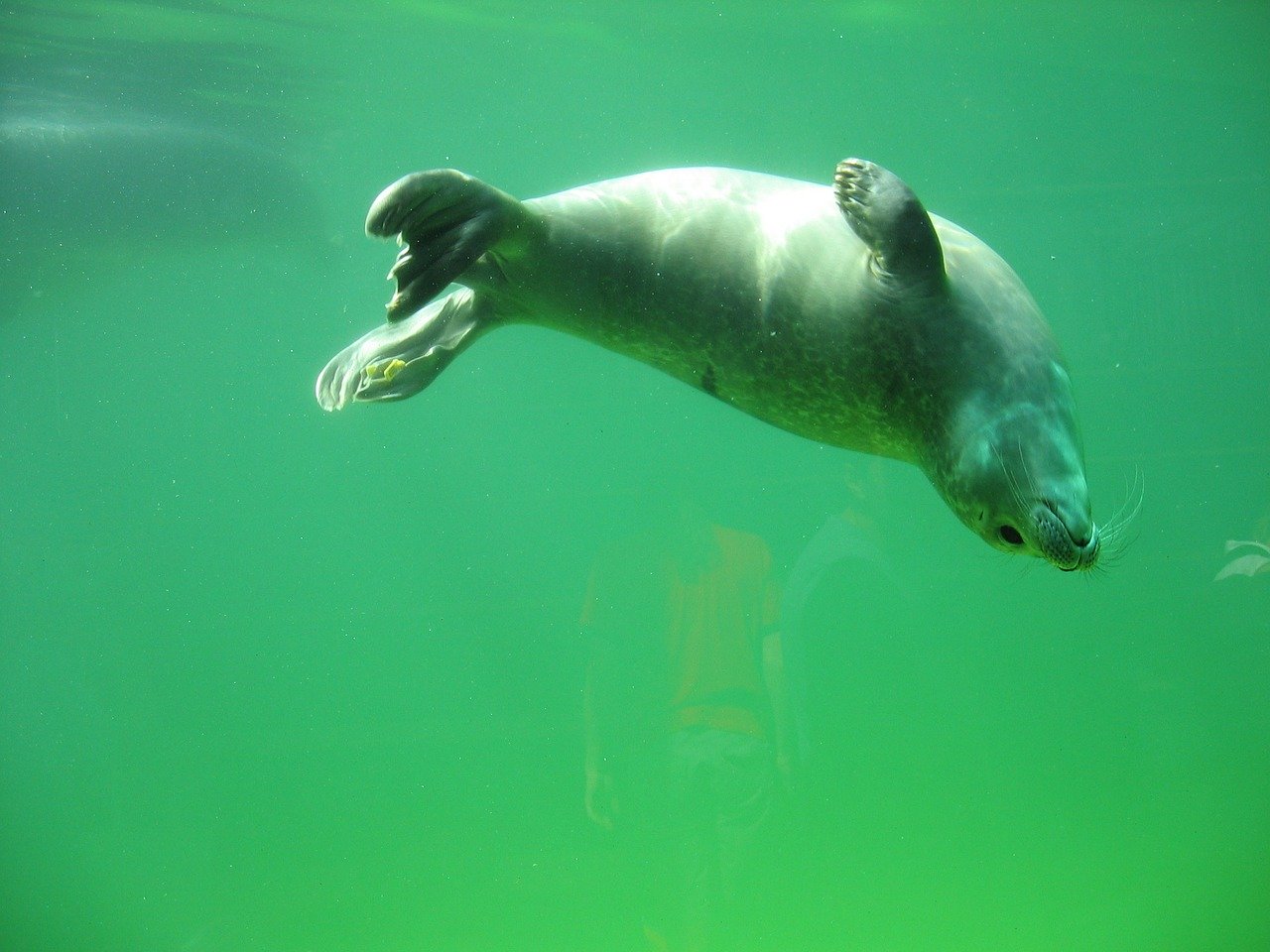 A picture of a ravishing, fleshy seal! <3