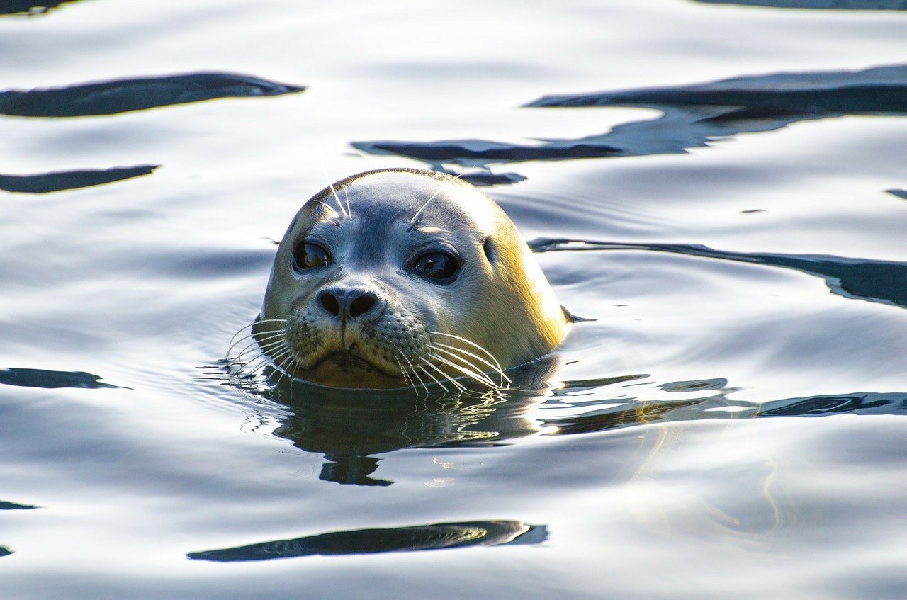A picture of a engrossing, stout seal! <3