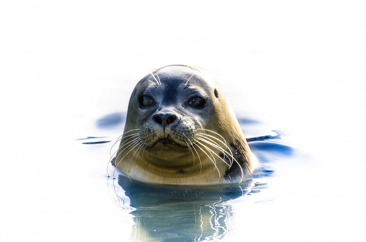 A picture of a provocative, fatty seal! <3