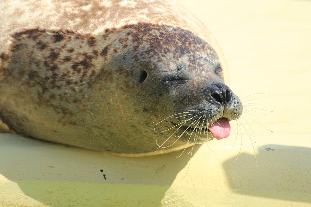 A picture of a delicious, roly-poly seal! <3
