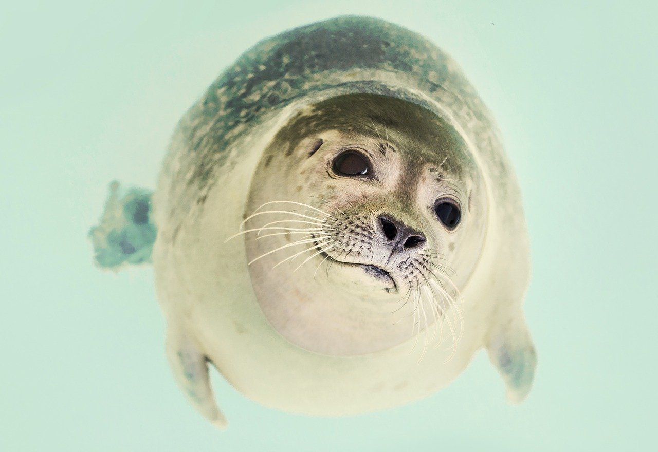 A picture of a enthralling, round seal! <3