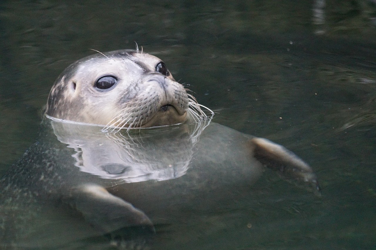 A picture of a ambrosial, big seal! <3