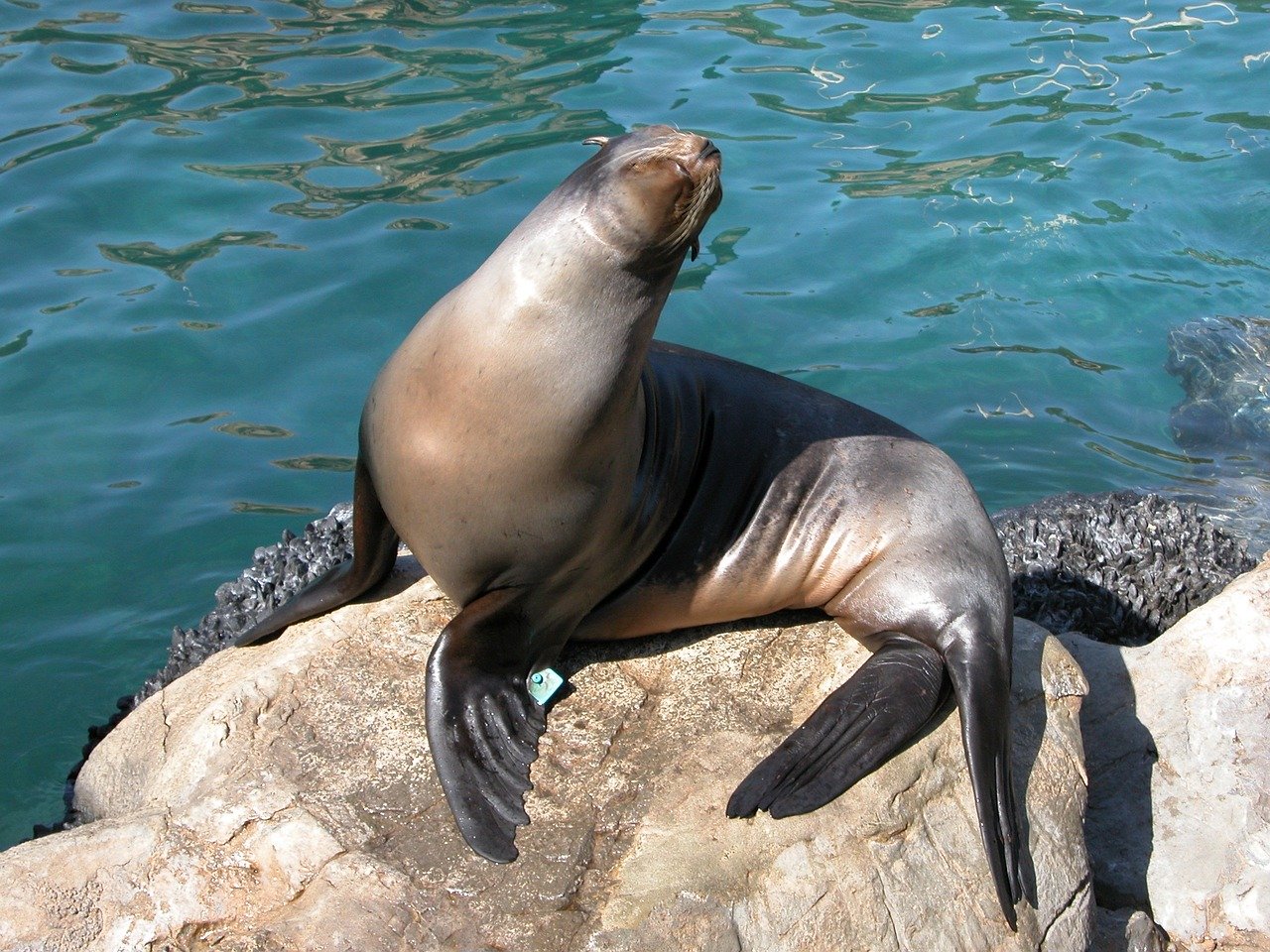 A picture of a seductive, fleshy seal! <3