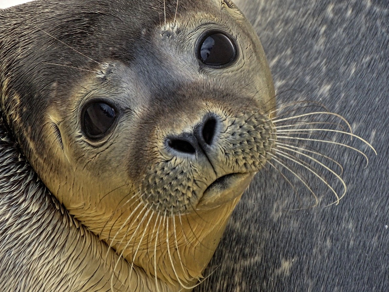 A picture of a fascinating, plump seal! <3