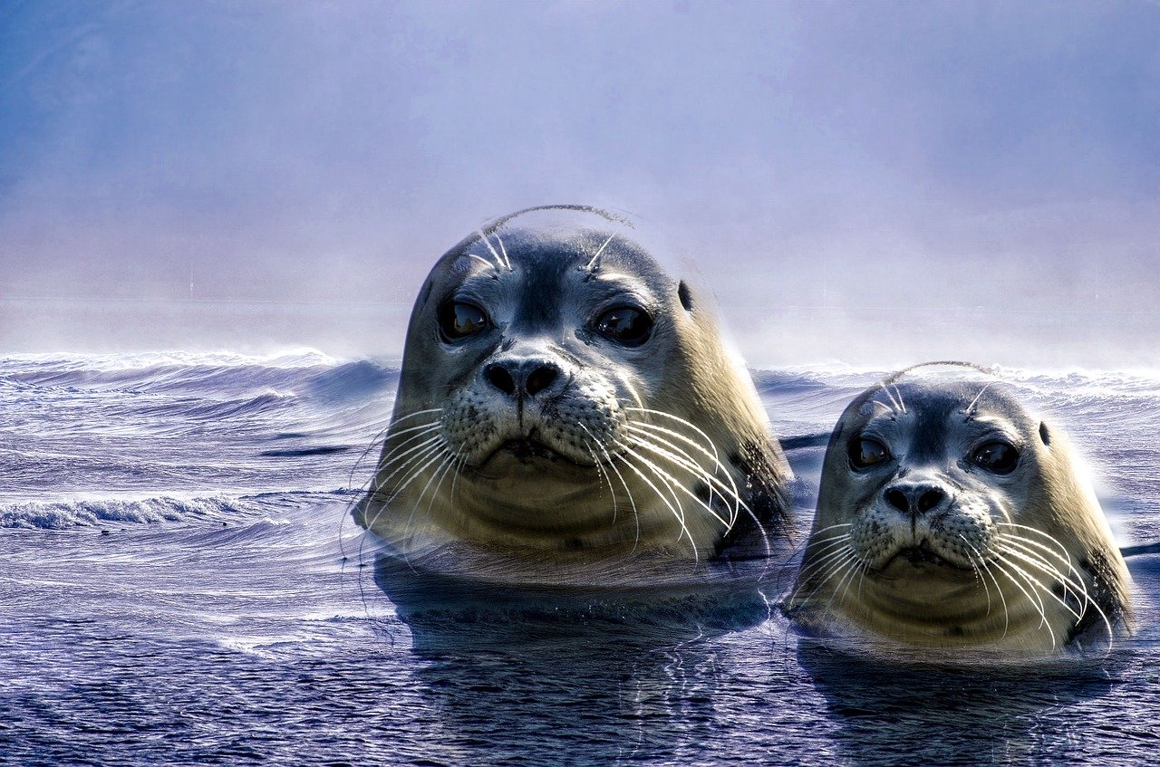 A picture of a absorbing, full-figured seal! <3