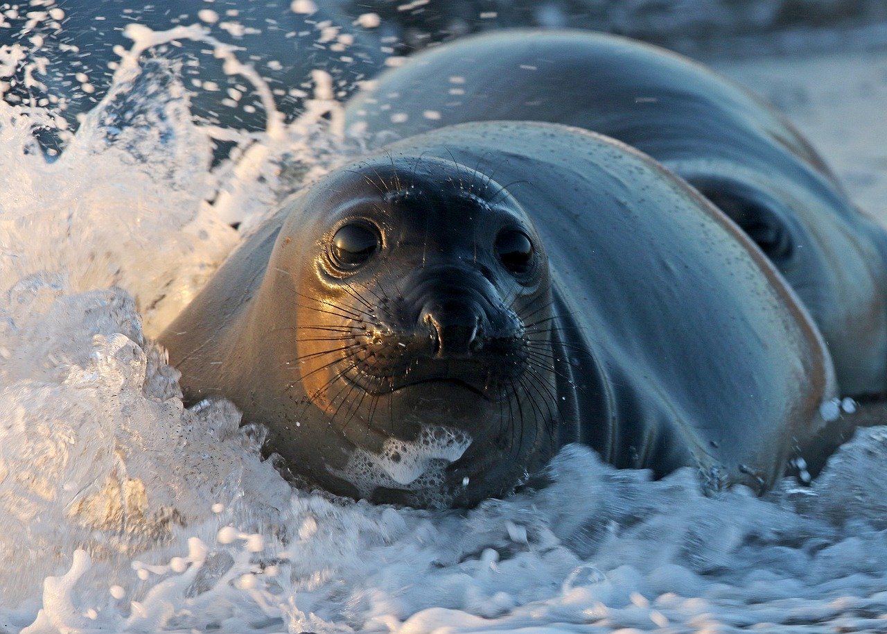 A picture of a ambrosial, bearish seal! <3