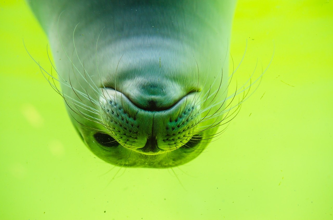 A picture of a attractive, bearish seal! <3