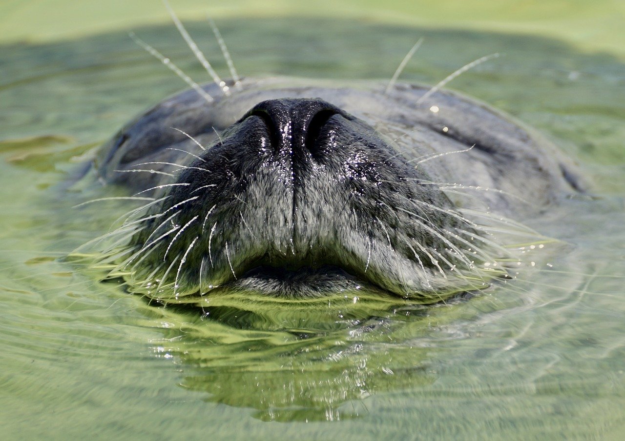 A picture of a winning, rotund seal! <3