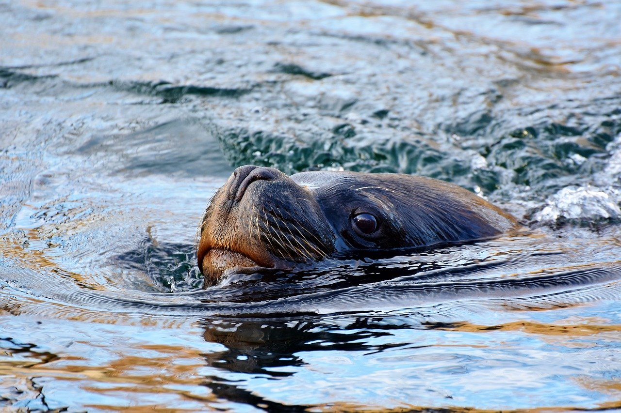 A picture of a enthralling, portly seal! <3