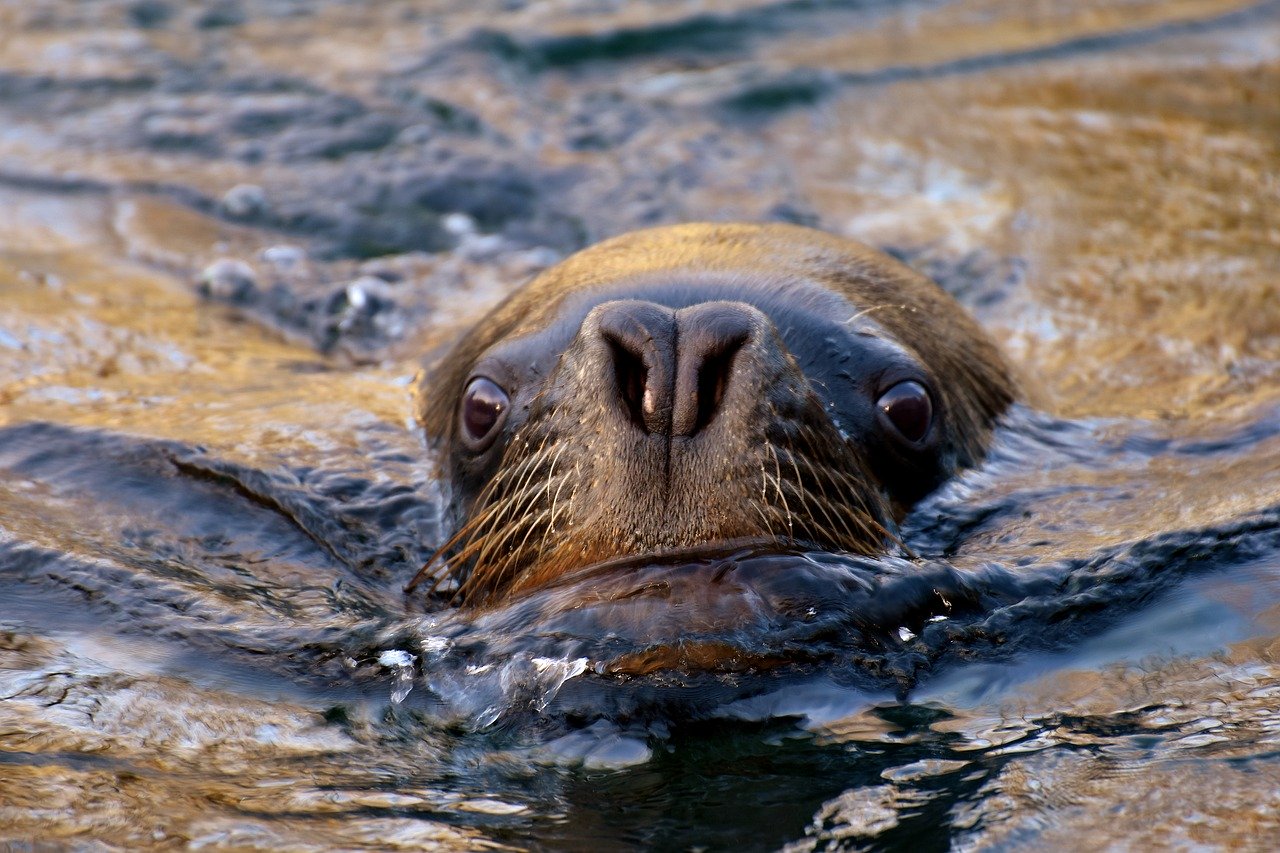 A picture of a enthralling, big seal! <3