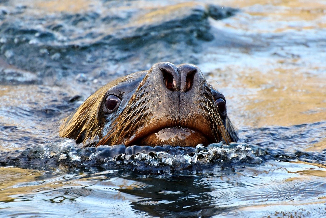 A picture of a amiable, plumpish seal! <3