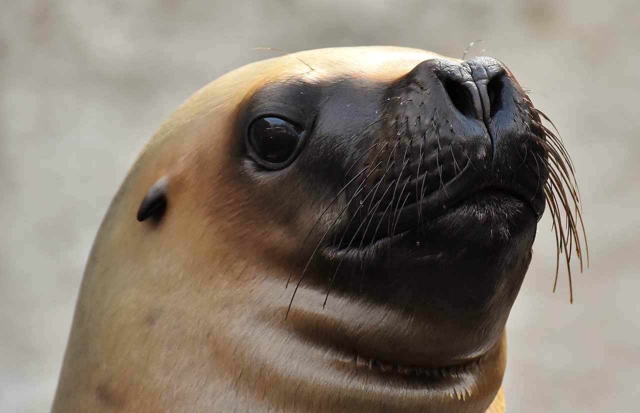 A picture of a tantalizing, full-figured seal! <3