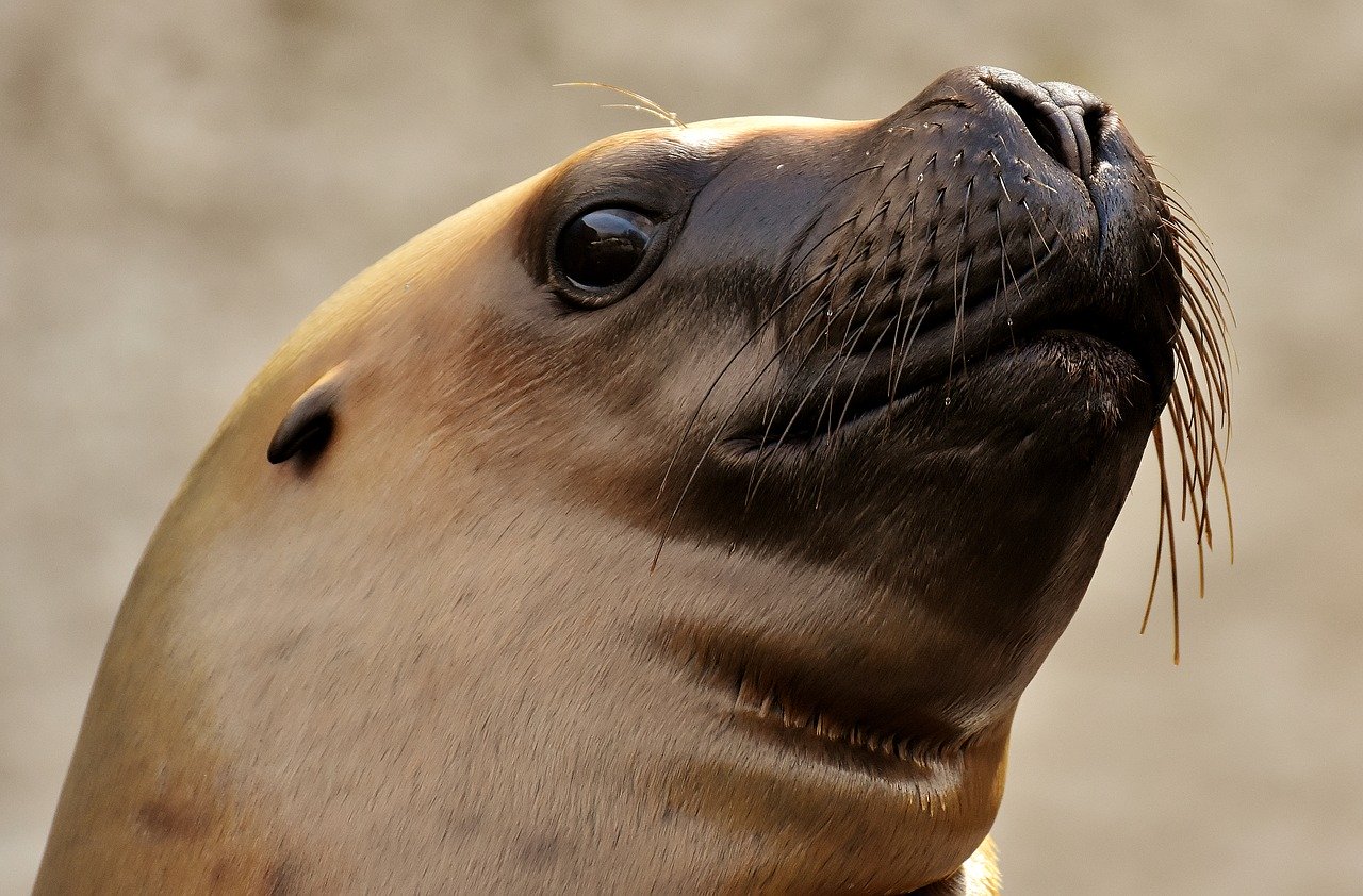 A picture of a cute, chunky seal! <3