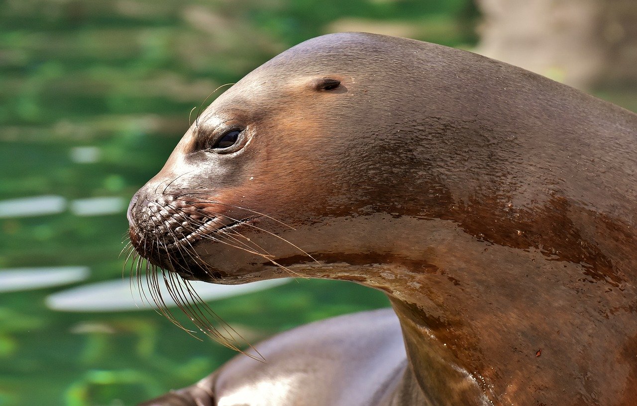 A picture of a absorbing, pudgy seal! <3
