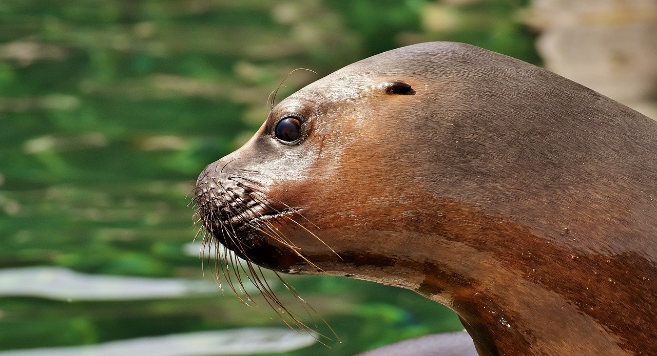 A picture of a infatuating, portly seal! <3