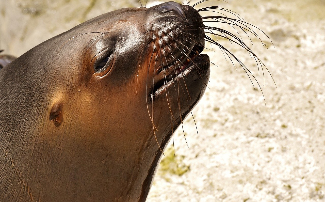 A picture of a titillating, stout seal! <3