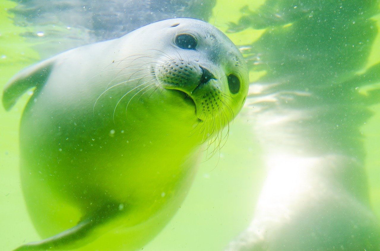 A picture of a eye-catching, butterball seal! <3
