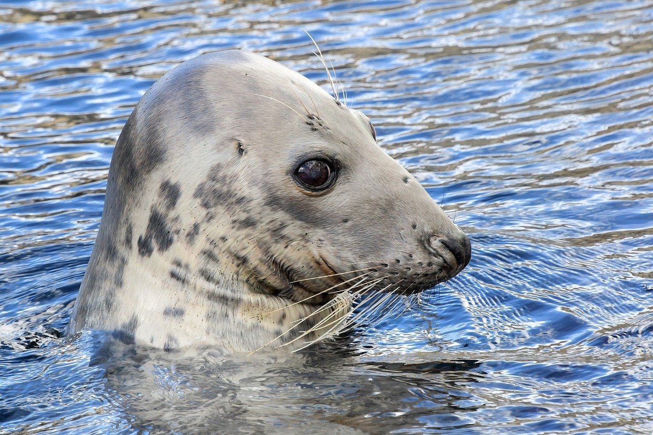 A picture of a elegant, ample seal! <3