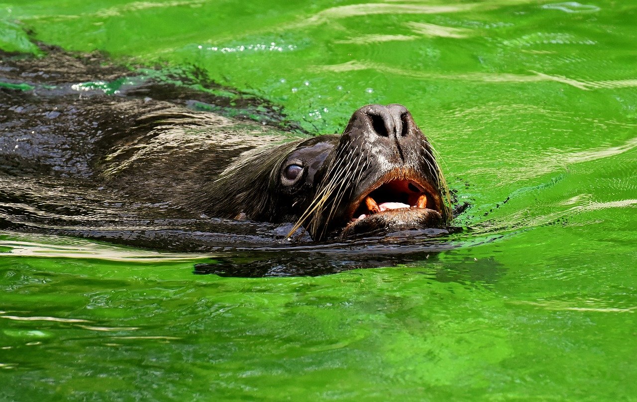 A picture of a charismatic, bearish seal! <3