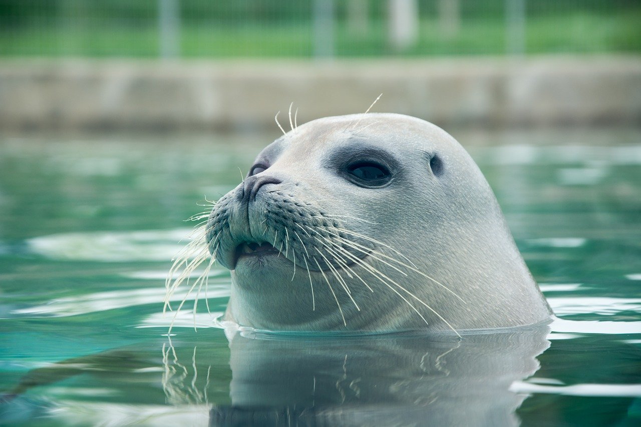 A picture of a inviting, rotund seal! <3