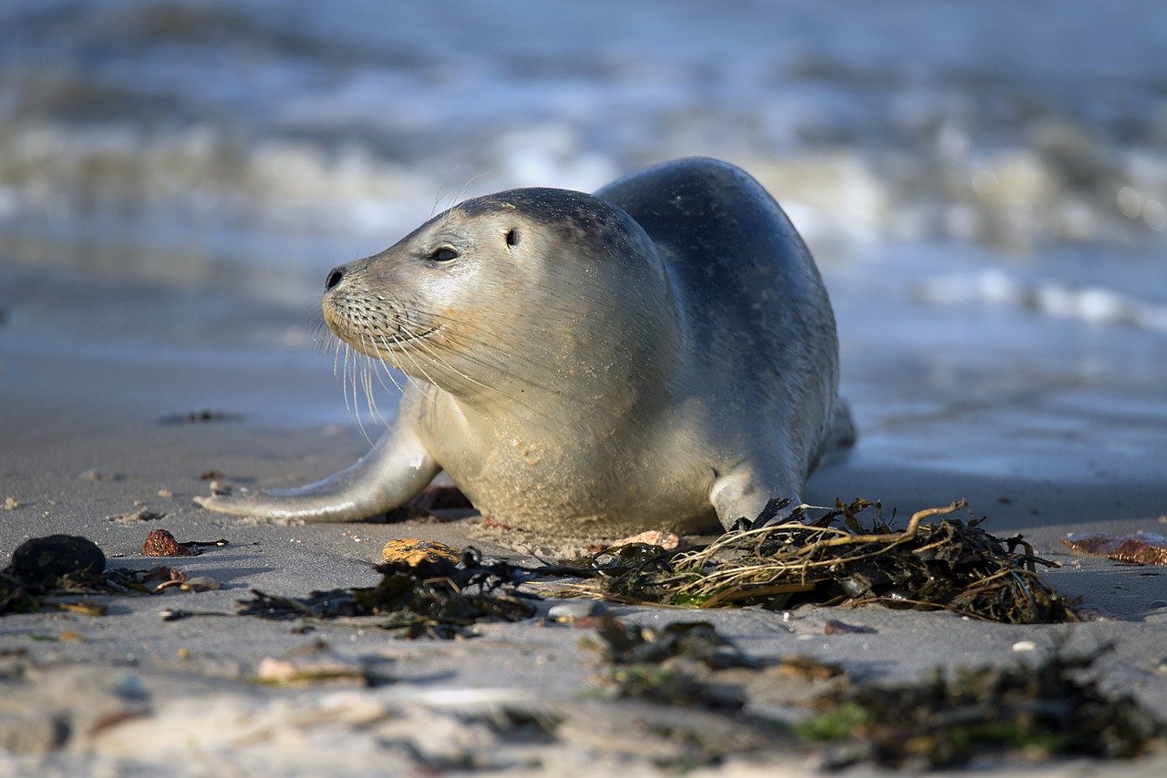 A picture of a seductive, butterball seal! <3