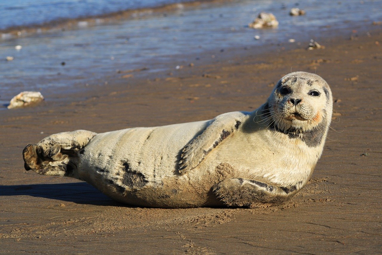 A picture of a magnetizing, chunky seal! <3