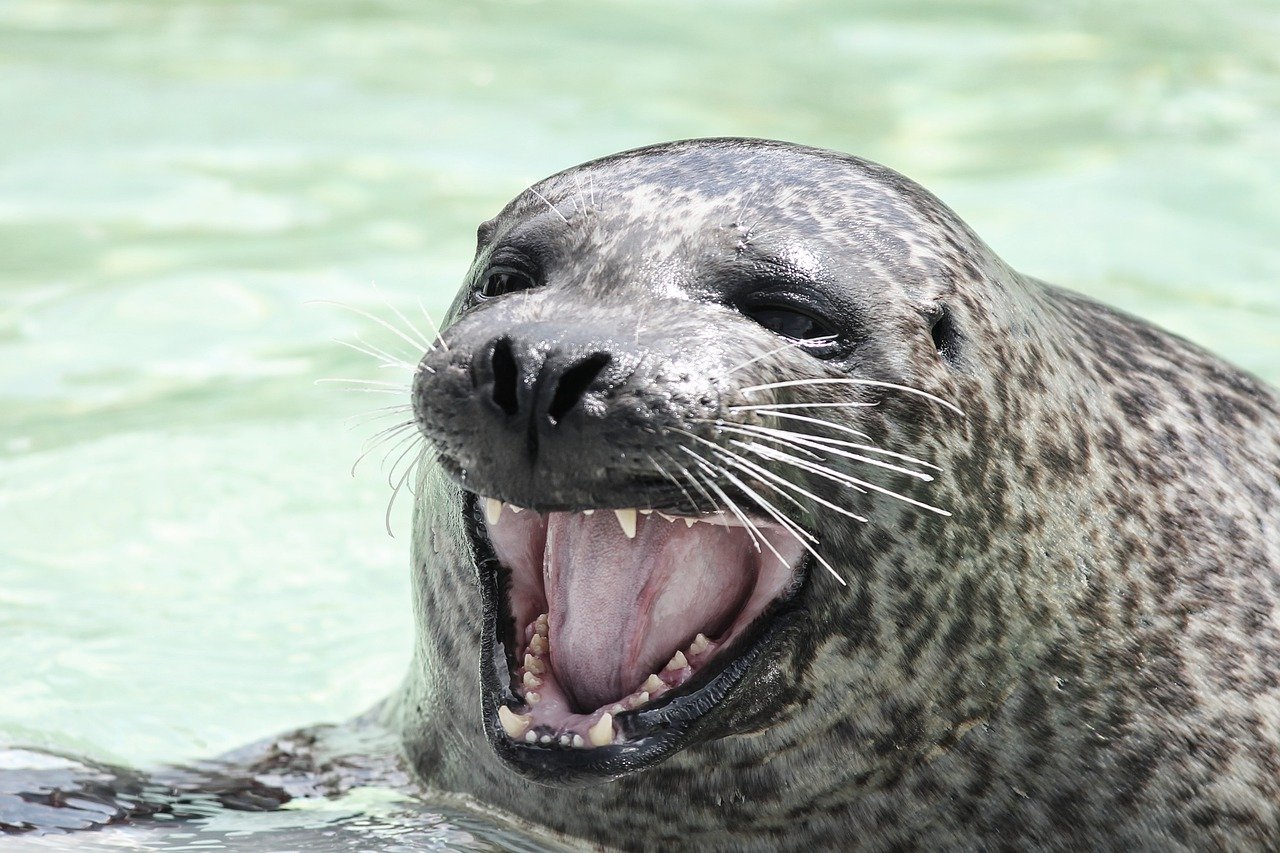 A picture of a alluring, buxom seal! <3