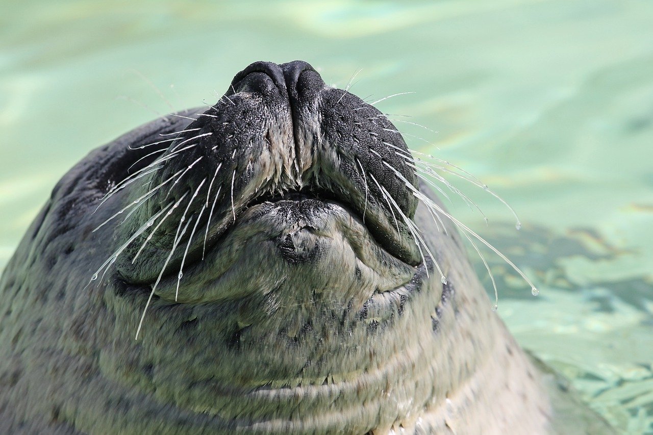 A picture of a elegant, butterball seal! <3