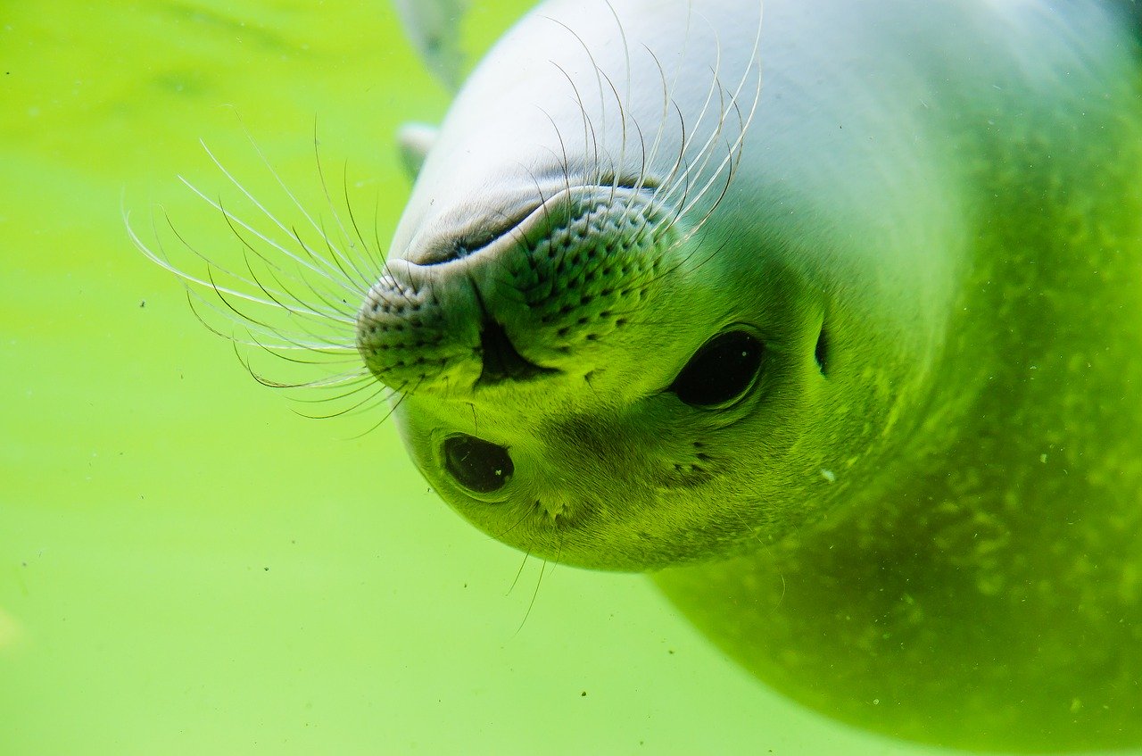 A picture of a eye-catching, pudgy seal! <3