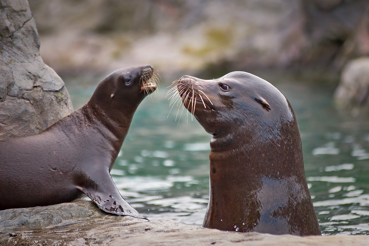 A picture of a captivating, rotund seal! <3