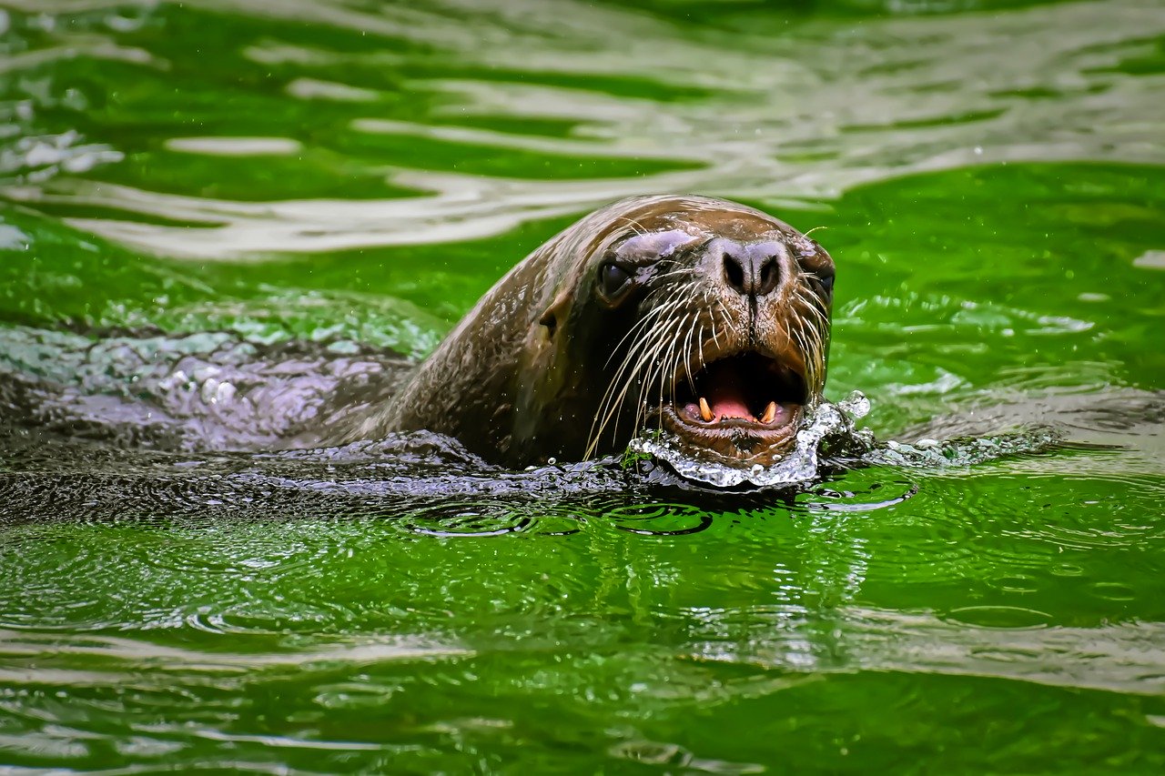 A picture of a seductive, ample seal! <3