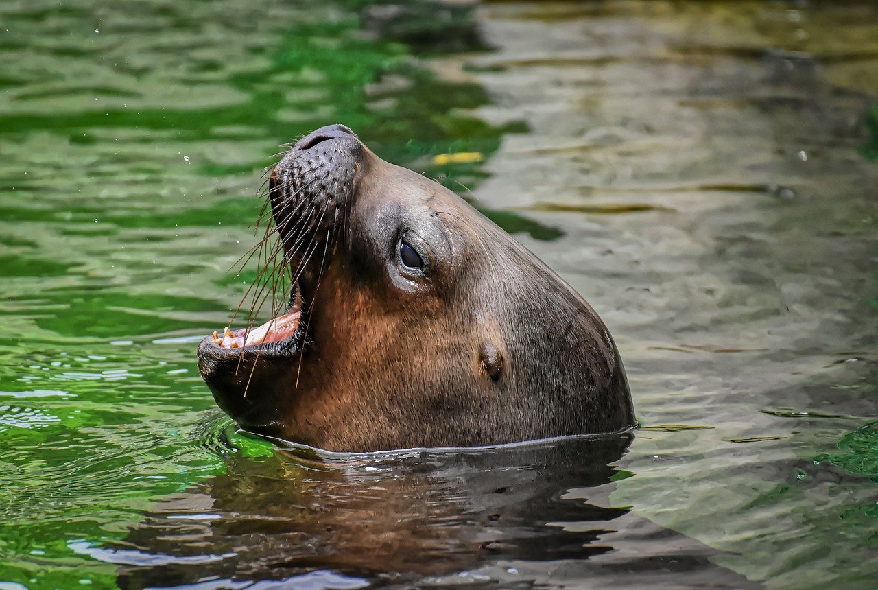 A picture of a irresistible, flabby seal! <3