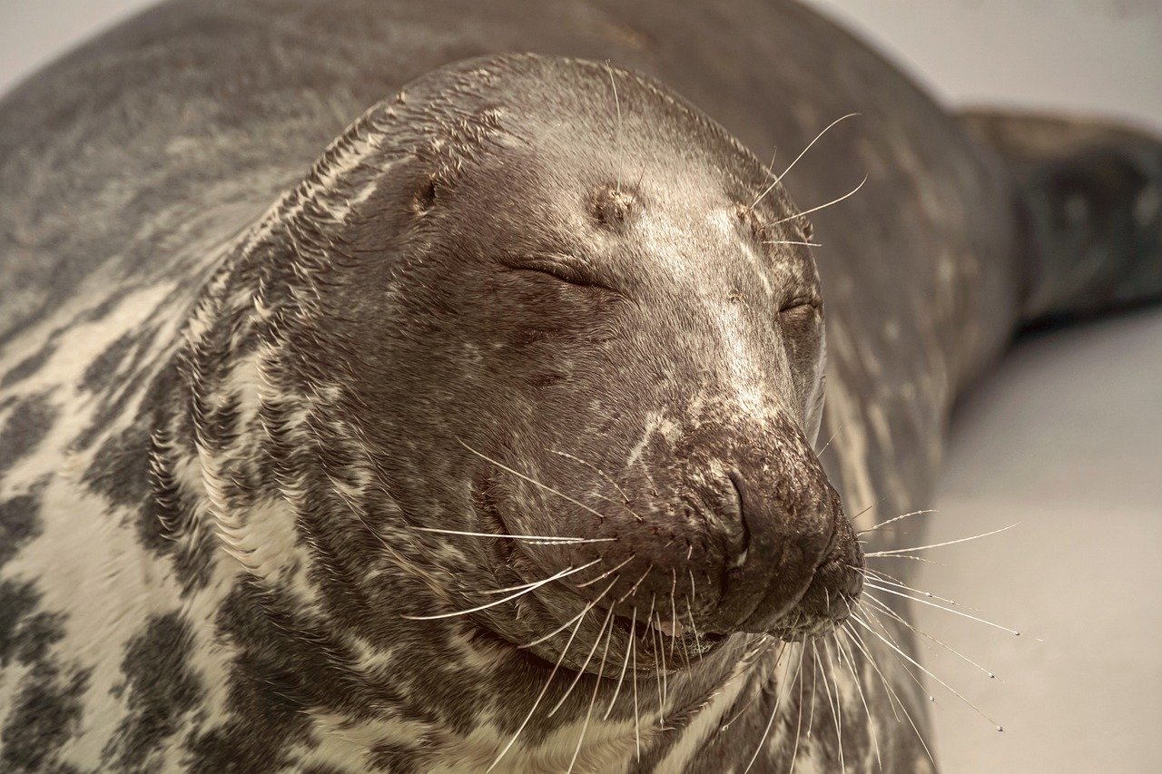 A picture of a ambrosial, chunky seal! <3