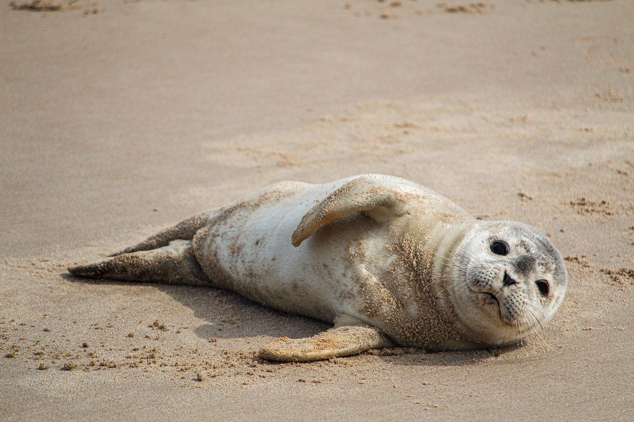 A picture of a adorable, podgy seal! <3