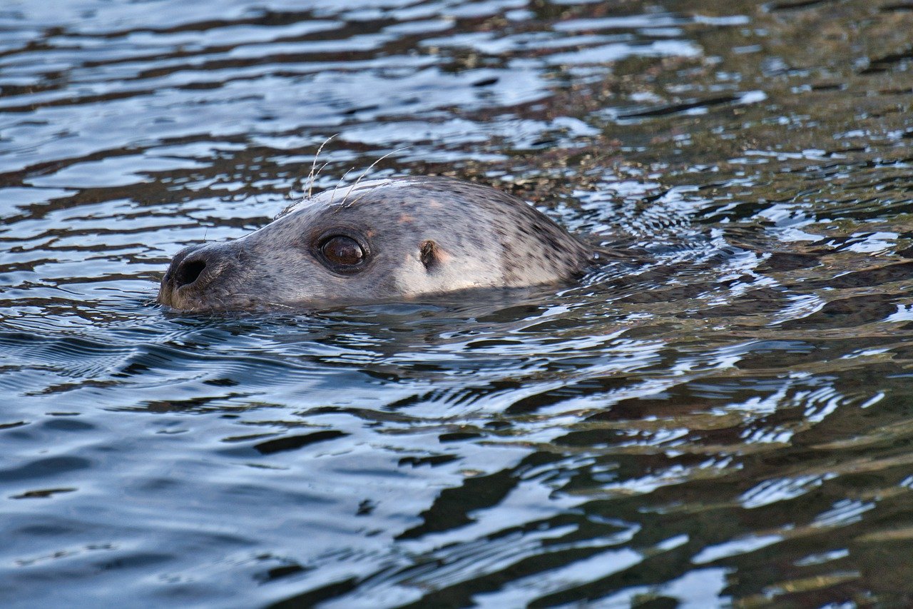 A picture of a delightful, fatty seal! <3